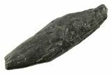 Fossil Sperm Whale (Scaldicetus) Tooth - South Carolina #277319-1